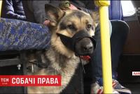 Мужчина с собакой два дня не мог выехать со Львова из-за отказа водителей маршруток везти животное (видео)