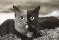 В сети показали уникального "двуликого" кота
