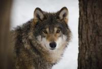 В Черниговской области волчица зашла в село и напала на людей, есть пострадавшие