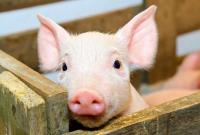 Украина потеряла статус экспортера свинины