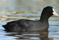На Херсонщине - массовый мор диких птиц, изучается версия об эпидемии
