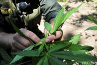 В Калифорнии легализировали рекреационную марихуану