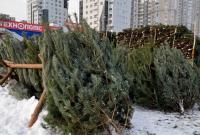 Новогоднюю елку после праздников можно будет сдать в пункт приема: адреса в Киеве