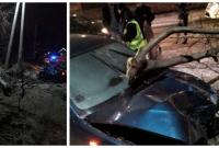 В Борисполе нетрезвая женщина за рулем BMW сбила электроопору и дерево, пытаясь скрыться от полиции