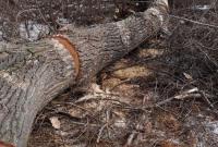 В Харьковской области дерево убило мужчину, пытавшегося его спилить