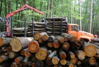 В Украине усилят контроль за заготовкой и реализацией древесины