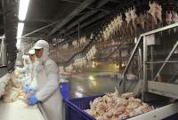 В Ассоциации птицеводов опровергли дефицит курятины в Украине