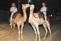 Полиция Арабских Эмиратов пересела на верблюдов
