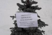Елки и сосны в Киеве обрабатывают антивандальным репеллентом