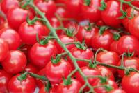 В Украину пытались завезти зараженные томаты из Турции