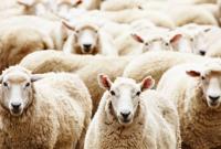 Во Франции в школу зачислили 15 баранов и овец