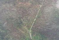 В Житомирской области смерч «снес» 100 гектаров леса