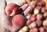 В мае в Украину привезли импортные персики и абрикосы