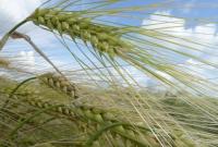 Яровыми зерновыми засеяно уже 93% площадей