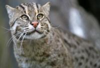 В леса Англии планируют вернуть популяцию диких кошек
