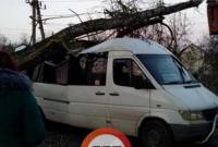Под Киевом дерево упало на маршрутку с пассажирами (видео)
