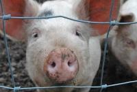 АЧС "косит" поголовье свиней в Украине