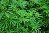 Петиция о легализации марихуаны собрала необходимое количество голосов для рассмотрения в Раде