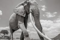 В Африке умерла "королева слонов"