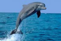 Во Франции массово гибнут дельфины