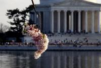 В Вашингтоне проходит фестиваль цветения сакур