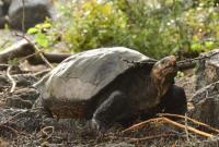 Не вымерла. Ученые обнаружили на Галапагосах редчайшую черепаху