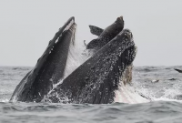 Фотограф зафиксировал, как кит глотает морского льва на берегу Калифорнии