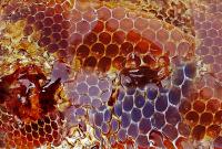 В Украине официально утверждены требования к меду
