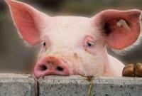 В Одесской области на берегу Дуная найдены трупы свиней: работает противоэпизоотическая комиссия