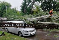 В Николаевской области непогода повалила деревья и сорвала крыши