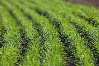 Аграрии планируют засеять озимыми зерновыми 7,3 млн га