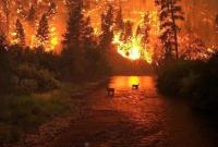 Пожары в Сибири убили и заставили мигрировать более 10 тысяч животных, - Greenpeace