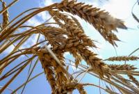 Урожай зерновых и масличных в Украине может установить новый рекорд