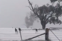 В Австралии выпал снег: кенгуру в замешательстве (видео)