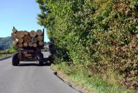 Харьковские лесничие украли леса на 24 млн гривен, - ГБР