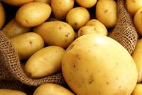 Импорт картофеля из Беларуси сбил цены в Украине
