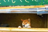 В Японии собака работает продавцом печеного картофеля. Вы захотите его купить
