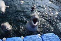 Китовая тюрьма. В России собираются освободить незаконно пойманных косаток и белух