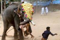 В Индии слон за ночь затоптал пять человек