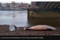 Под мостом в Лондоне выбросило кита
