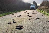 Сотни мертвых птиц обнаружили на одной из дорог Уэльса