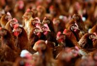 Украинское животноводство держится на производителях курятины и яиц