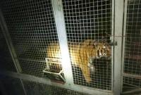 В Киеве обнаружили шесть тигров в клетках, начато производство