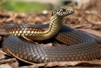 За сутки на Прикарпатье произошло 4 случая укусов людей змеями