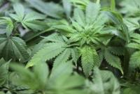 Подростки употребляют меньше марихуаны, когда она легализована, – исследование