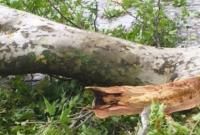 В Азербайджане на туристов упала ветка 500-летнего дерева: 19 пострадавших