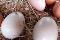 За год яйца в Украине подешевели почти вдвое