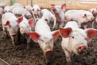 Минсельхоз Камбоджи хочет разрешить продажу свиней из пораженных АЧС ферм