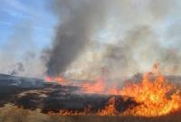 Под Киевом пожар выпалил 10 га пшеницы