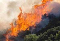 В Греции снова лесные пожары
